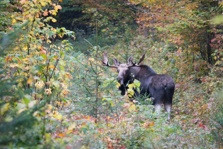 Vermont allocates moose hunting permits for 2026